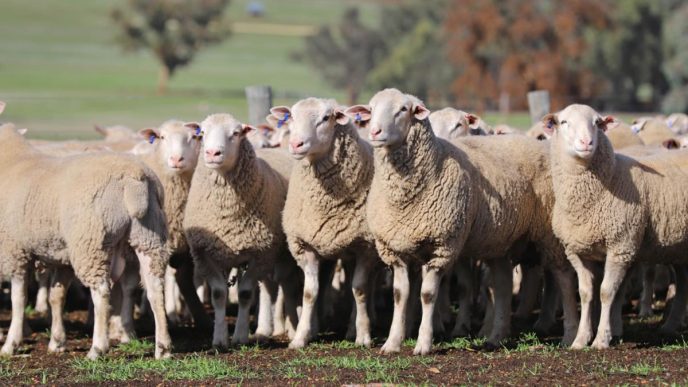 Pastoralists and Graziers Association of WA