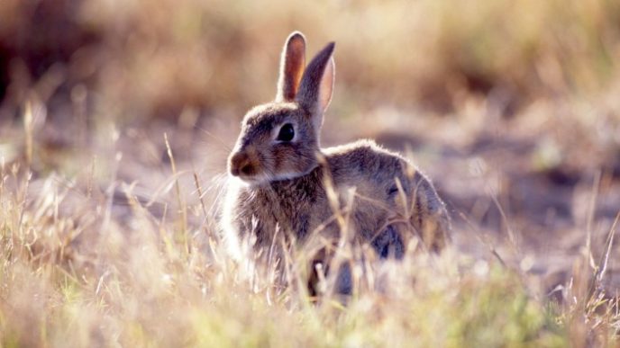 Australia appoints first rabbit tsar to combat