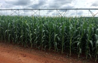 Column-Brazil's slow corn planting may