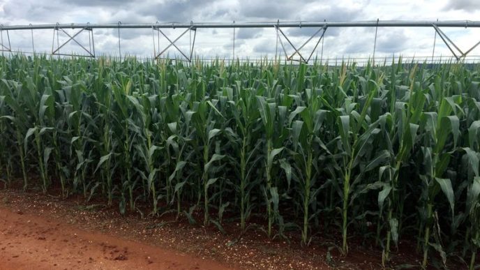 Column-Brazil's slow corn planting may