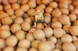 Column-China passes on US soybeans despite