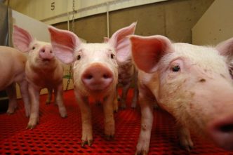 Facing Trump tariffs on piglets and crops,