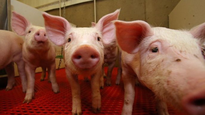 Facing Trump tariffs on piglets and crops,