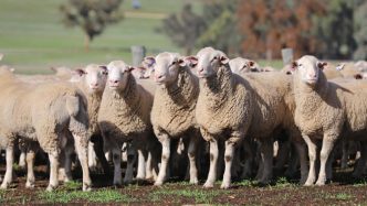 Pastoralists and Graziers Association: Lobby group