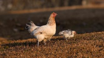 Restrictions lifted as avian flu outbreak