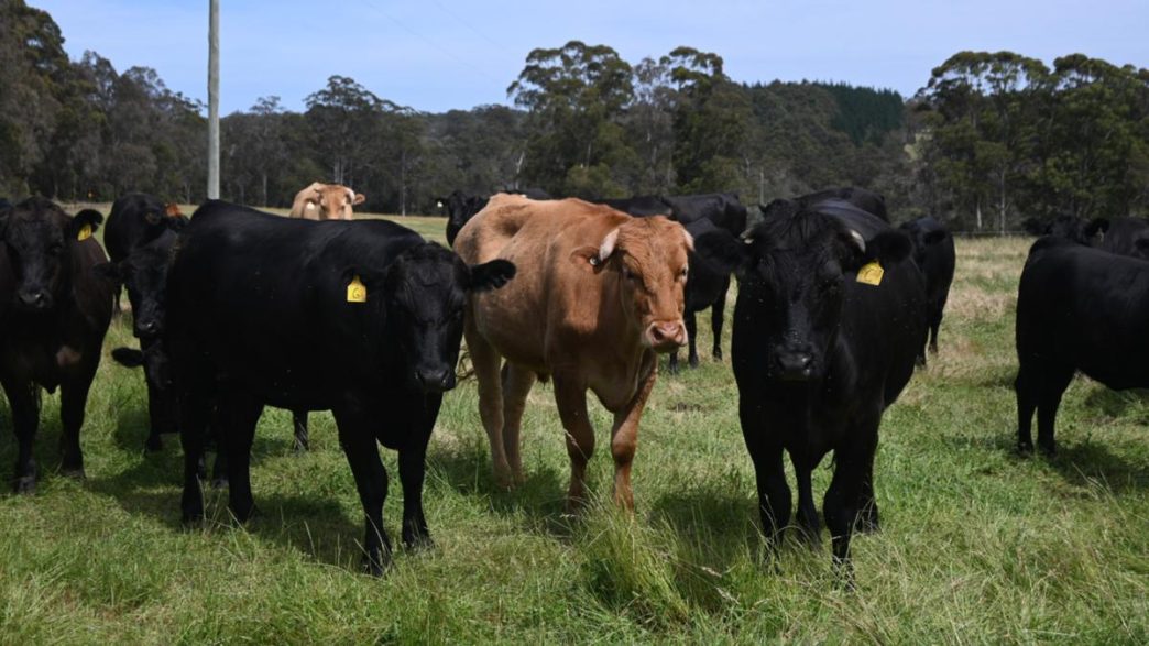 There’s no more trade beef as Aussie red meat