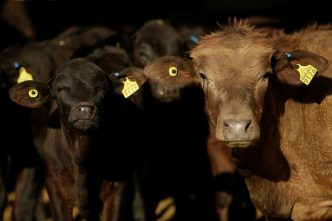 US will allow Mexican beef imports to resume, says