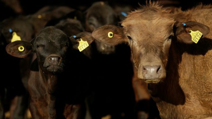 US will allow Mexican beef imports to resume, says