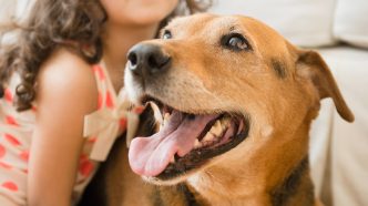 NSW pet laws go under the microscope