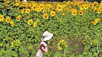 Sunflower maze beams into life in nation's capital